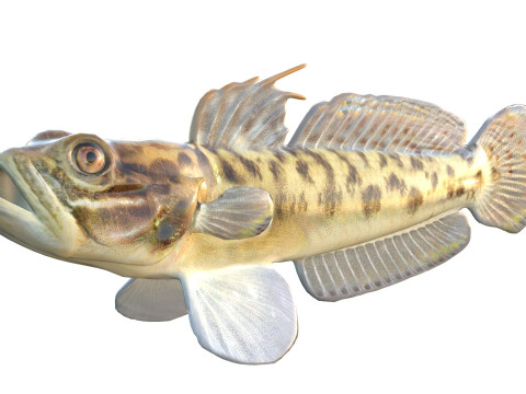 Рыба бычок-клоун 3D Модель