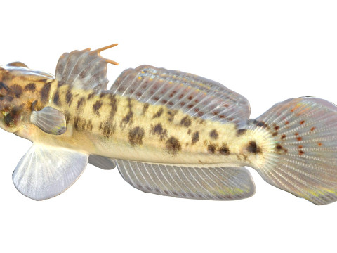 Рыба бычок-клоун 3D Модель