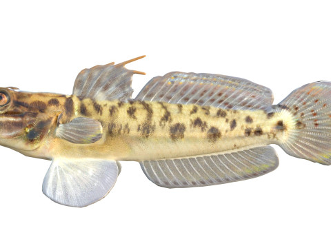 Рыба бычок-клоун 3D Модель