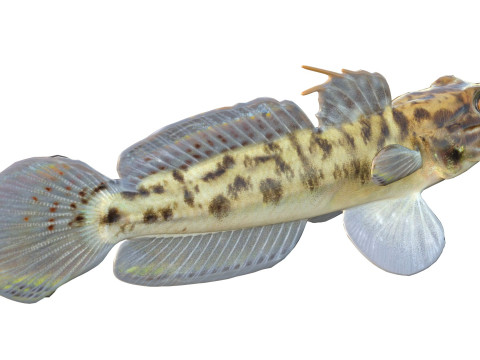 Рыба бычок-клоун 3D Модель