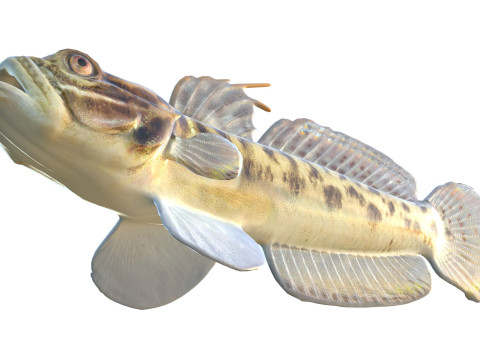 Рыба бычок-клоун 3D Модель