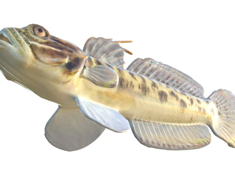 Clown Goby fish 3D Model