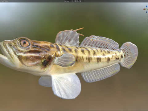 Рыба бычок-клоун 3D Модель