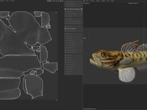 Рыба бычок-клоун 3D Модель