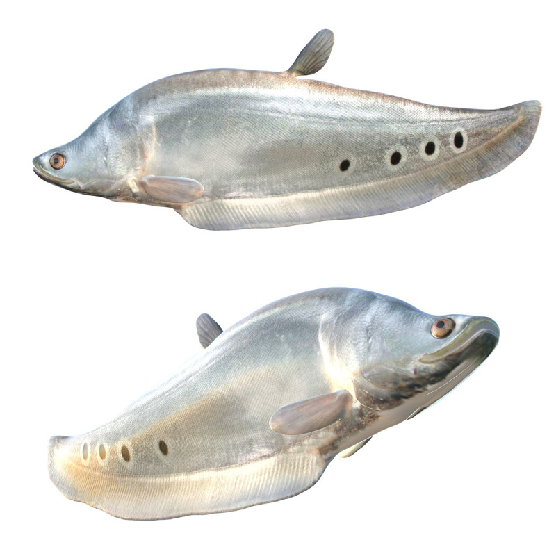 Рыба-клоун-нож 1 3D Модель .c4d .max .obj .3ds .fbx .stl .blend 