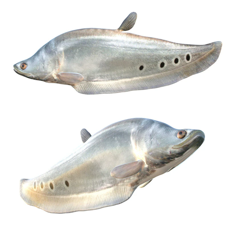 Clown Knifefish 1 3D Model .c4d .max .obj .3ds .fbx .stl .blend 