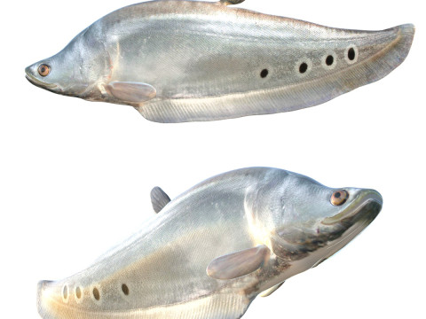 Рыба-клоун-нож 1 3D Модель