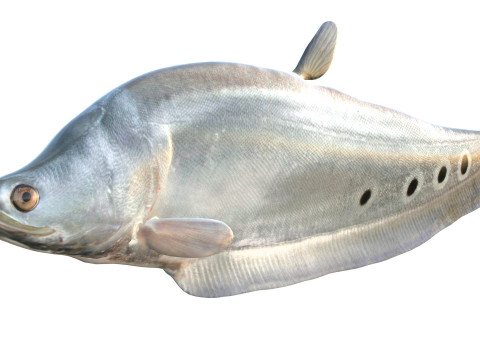 Рыба-клоун-нож 1 3D Модель