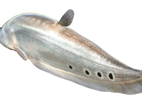 Рыба-клоун-нож 1 3D Модель