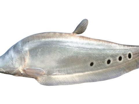 Рыба-клоун-нож 1 3D Модель