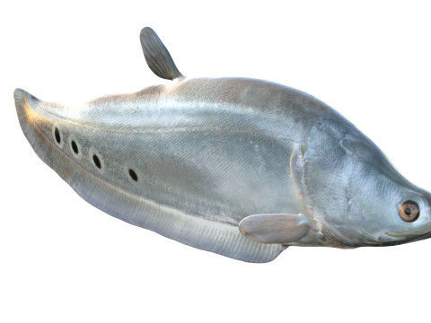 Рыба-клоун-нож 1 3D Модель