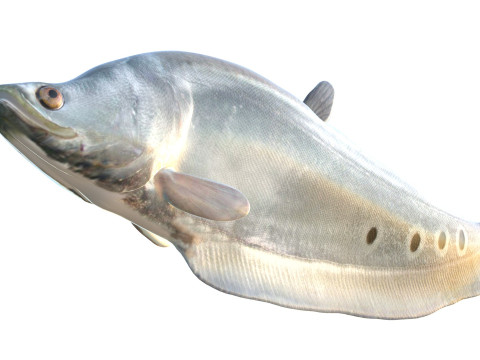 Рыба-клоун-нож 1 3D Модель