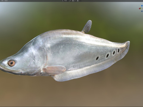 Рыба-клоун-нож 1 3D Модель