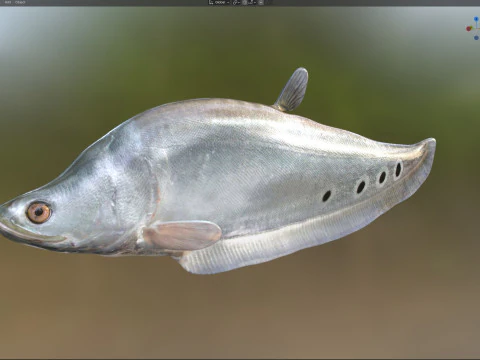 Clown Knifefish 1 3D Model