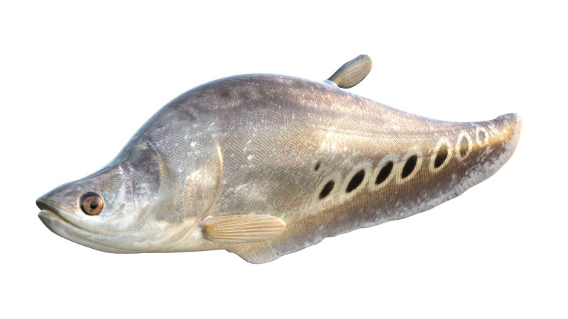 Рыба-клоун-нож 2 3D Модель .c4d .max .obj .3ds .fbx .stl .blend 