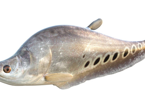 Рыба-клоун-нож 2 3D Модель