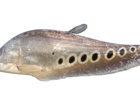 Рыба-клоун-нож 2 3D Модель