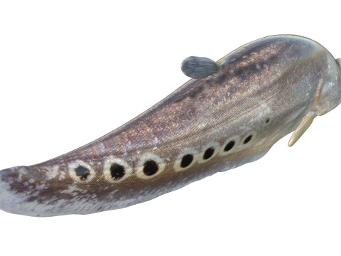 Рыба-клоун-нож 2 3D Модель