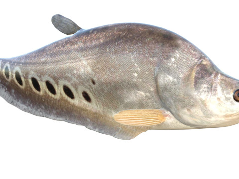 Рыба-клоун-нож 2 3D Модель