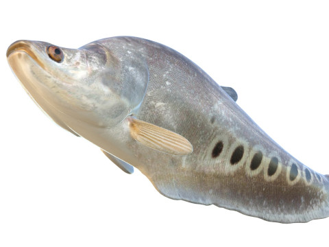 Рыба-клоун-нож 2 3D Модель