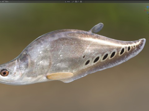 Рыба-клоун-нож 2 3D Модель