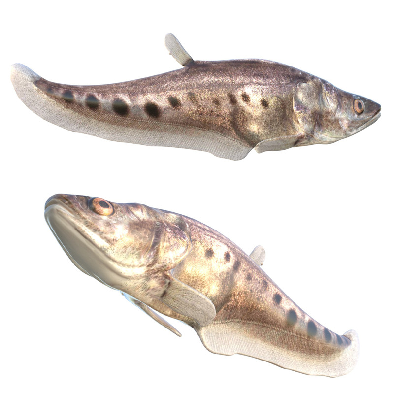 Рыба-клоун-нож 3 3D Модель .c4d .max .obj .3ds .fbx .stl .blend 