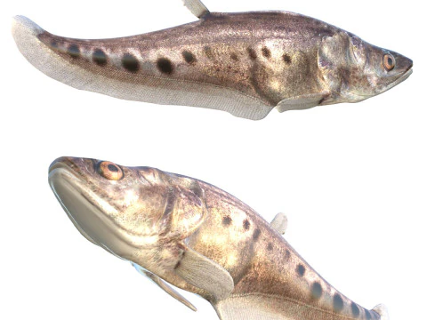 Faca Palha&ccedil;o 3 Modelo 3D