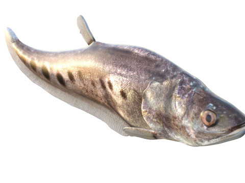 Рыба-клоун-нож 3 3D Модель