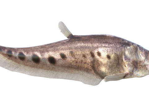 Рыба-клоун-нож 3 3D Модель