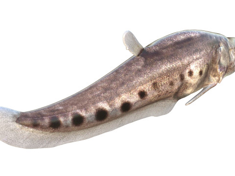 Рыба-клоун-нож 3 3D Модель