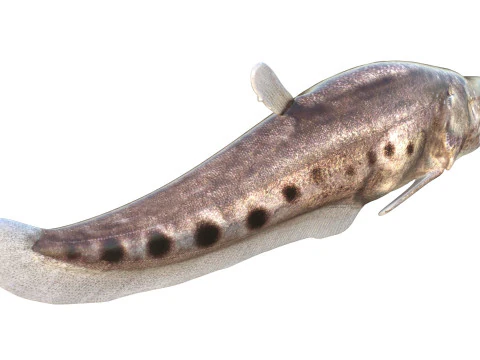 Clown Knifefish 3 3D Model