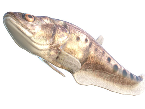 Рыба-клоун-нож 3 3D Модель