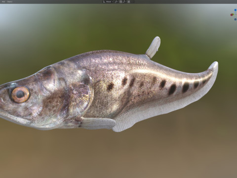 Рыба-клоун-нож 3 3D Модель