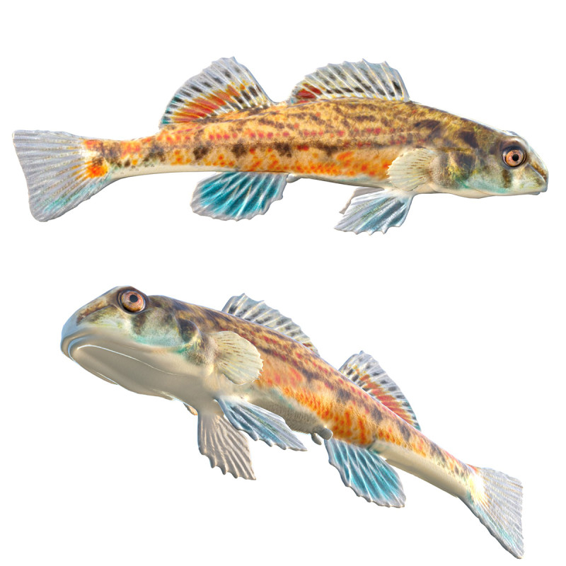 沿海鲈鱼 1 3D 模型 .c4d .max .obj .3ds .fbx .stl .blend 