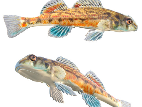 沿海鲈鱼 1 3D 模型