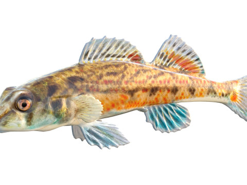 沿海鲈鱼 1 3D 模型