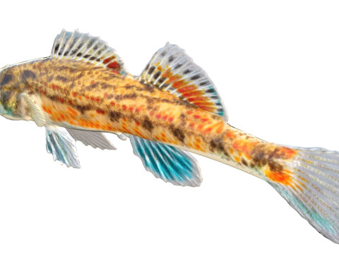 沿海鲈鱼 1 3D 模型