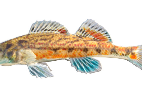 沿海鲈鱼 1 3D 模型