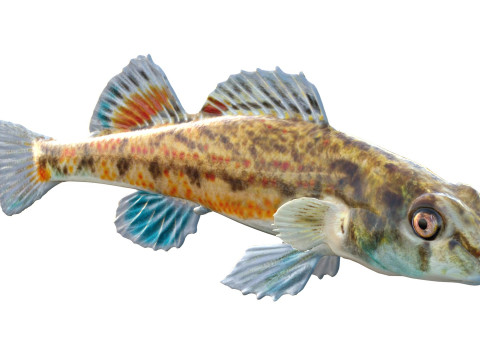 沿海鲈鱼 1 3D 模型