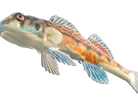 沿海鲈鱼 1 3D 模型