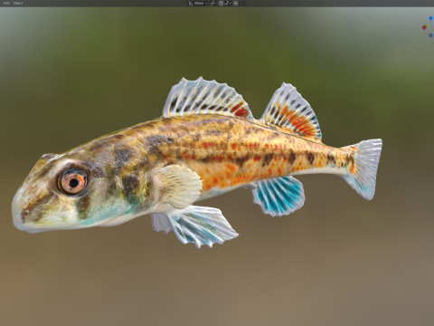 沿海鲈鱼 1 3D 模型