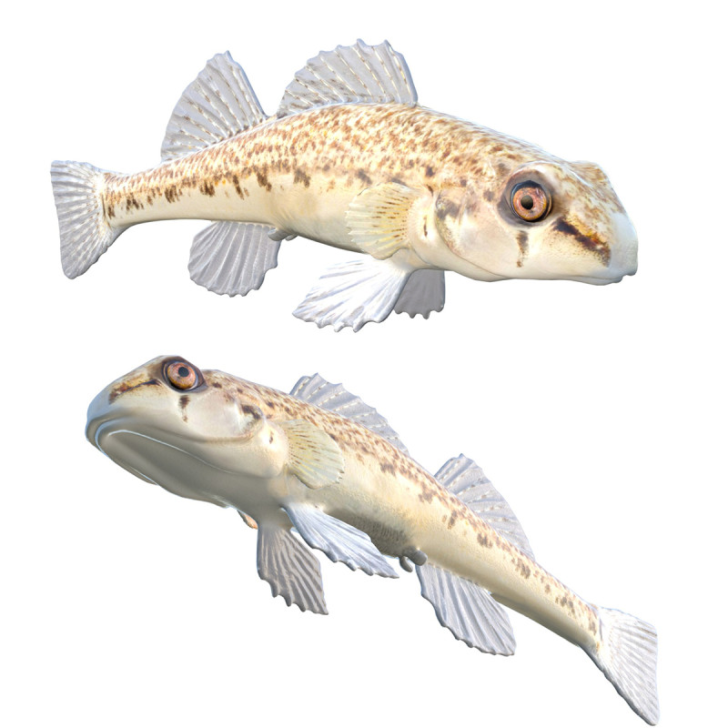 沿海鲈鱼2 3D 模型 .c4d .max .obj .3ds .fbx .stl .blend 