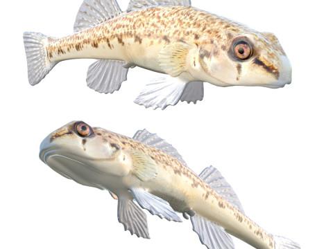 沿海鲈鱼2 3D 模型