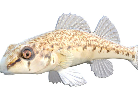 तटीय डार्टर मछली 2 3D मॉडल