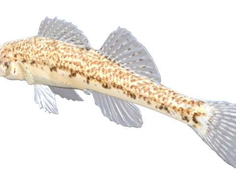 沿海鲈鱼2 3D 模型