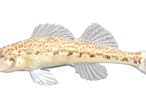 तटीय डार्टर मछली 2 3D मॉडल