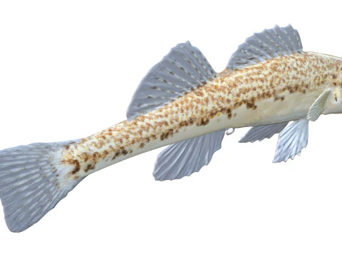 तटीय डार्टर मछली 2 3D मॉडल