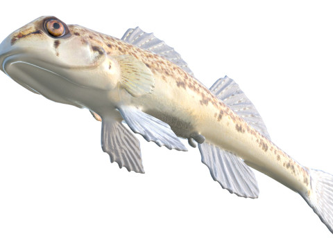 沿海鲈鱼2 3D 模型