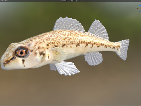 沿海鲈鱼2 3D 模型