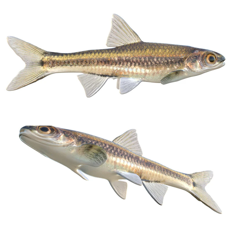 Coastal Shiner fish 3D Model .c4d .max .obj .3ds .fbx .stl .blend 